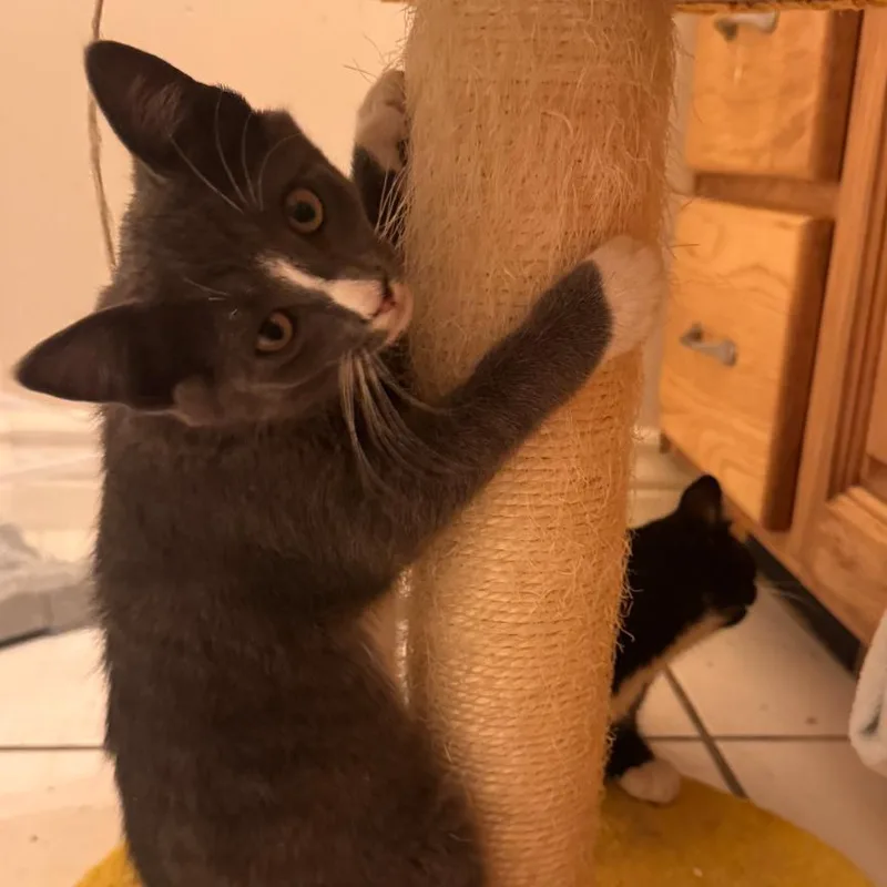 A baby small-sized male Gray / Blue / Silver Domestic Short Hair cat named Biscuits for adoption in Layton, UT