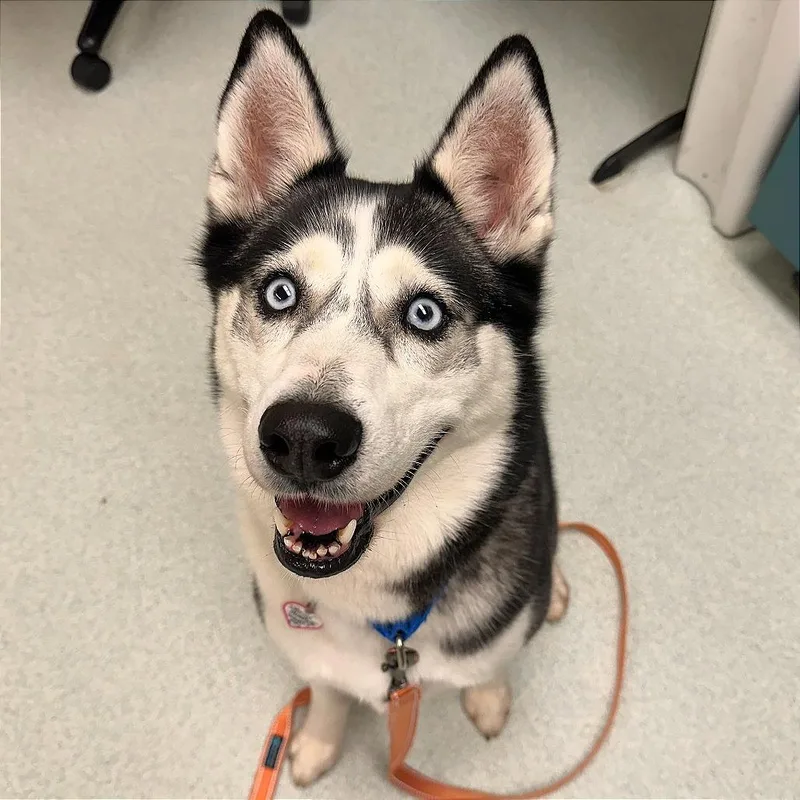 An adult medium-sized female Black Husky dog named Zoey for adoption in Springfield, MA