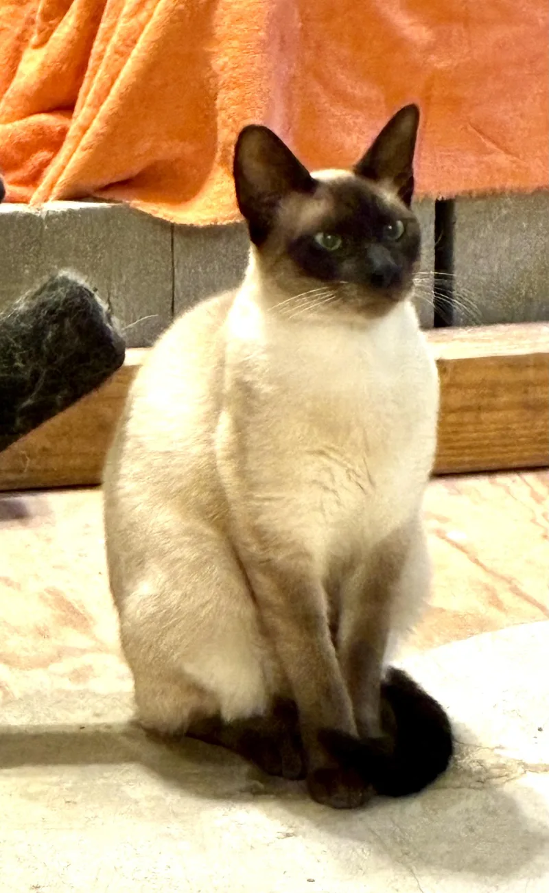 A young medium-sized male Siamese cat named Jake for adoption in Mobile, AL