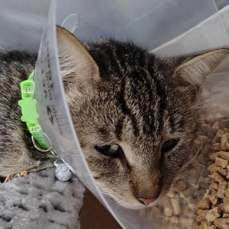 An adult medium-sized male Domestic Short Hair cat named Cheese for adoption in Bastrop, TX