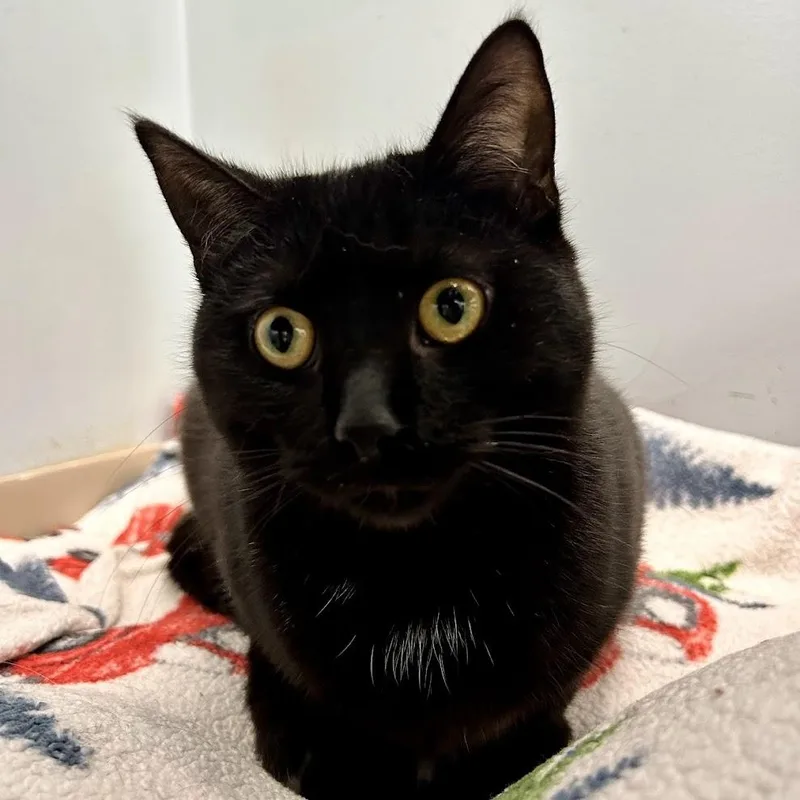 Joan Jett thumbnail 2