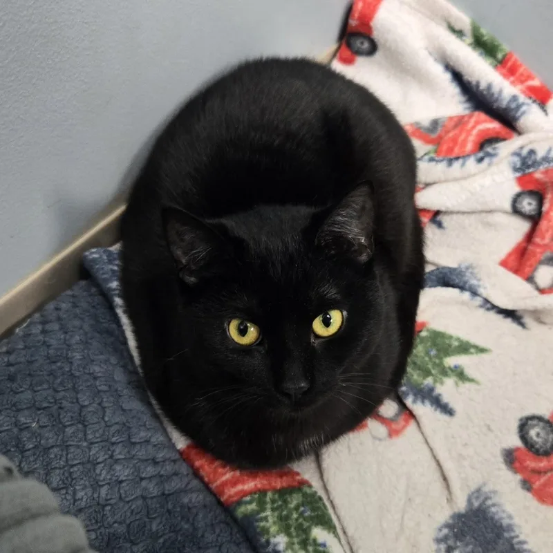 Joan Jett thumbnail 3