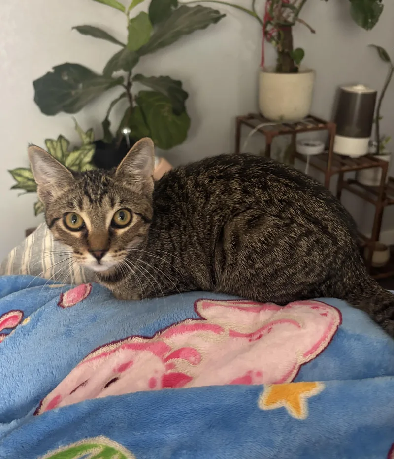 A baby medium-sized female Domestic Short Hair cat named Bobby for adoption in Denver, CO