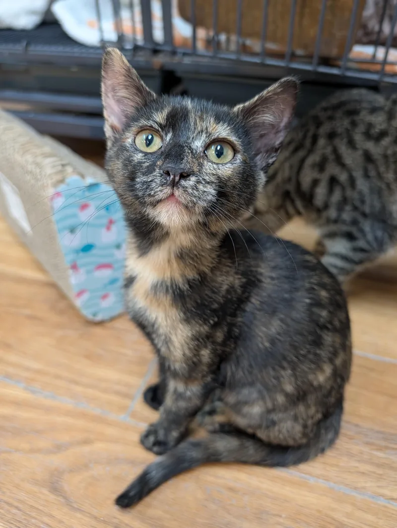 A young medium-sized female Tortoiseshell Domestic Short Hair cat named Fauna for adoption in Decatur, IL
