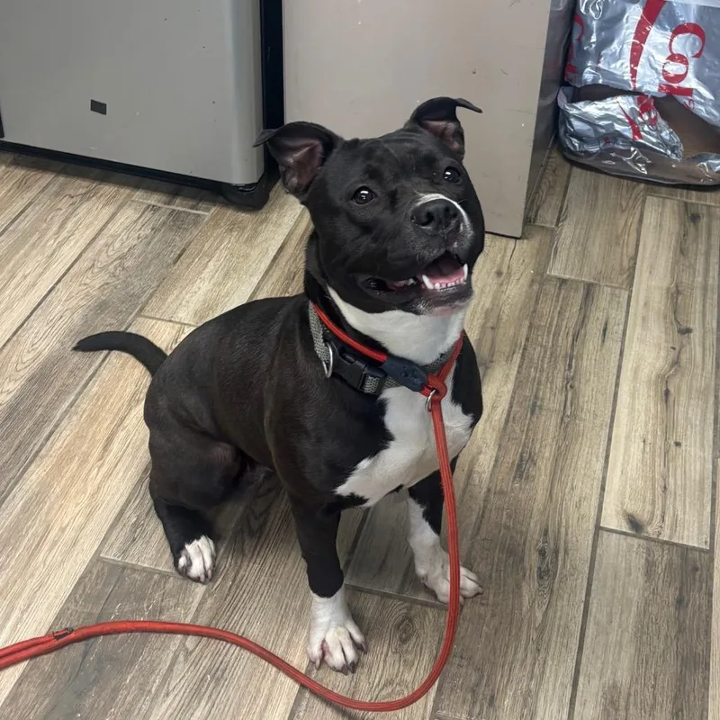 An adult medium-sized female Black Mixed Breed dog named Holly for adoption in Henderson, KY