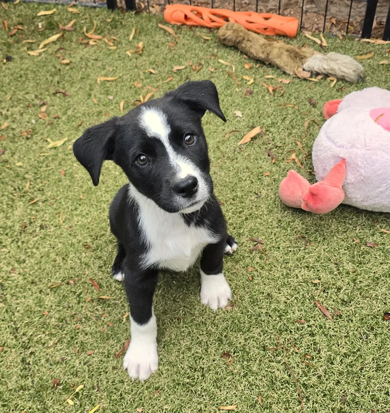 A baby medium-sized male Border Collie dog named Niyol for adoption in Apache Junction, AZ