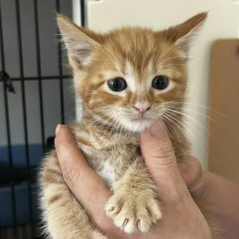 A baby small-sized male Torbie American Shorthair cat named Basilio for adoption in Poplar Bluff, MO