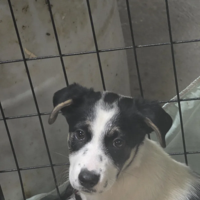 A young medium-sized male Border Collie dog named Rome for adoption in Billings, MT
