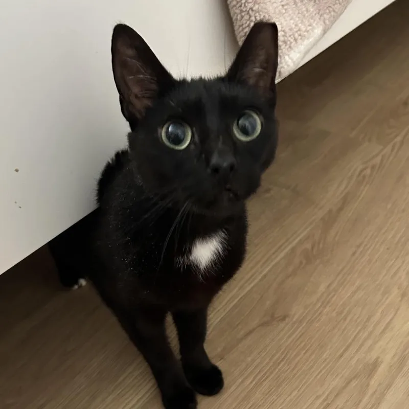 A young medium-sized female Black Domestic Short Hair cat named Ili for adoption in Hamburg, NY
