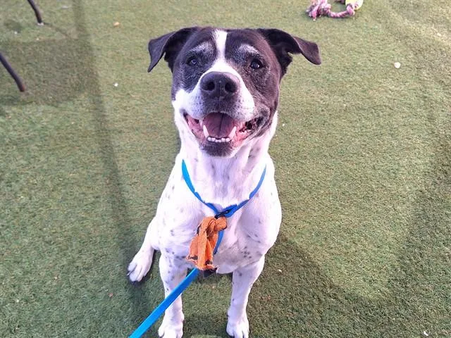An adult large-sized male Pointer dog named Arnold for adoption in Phoenix, AZ