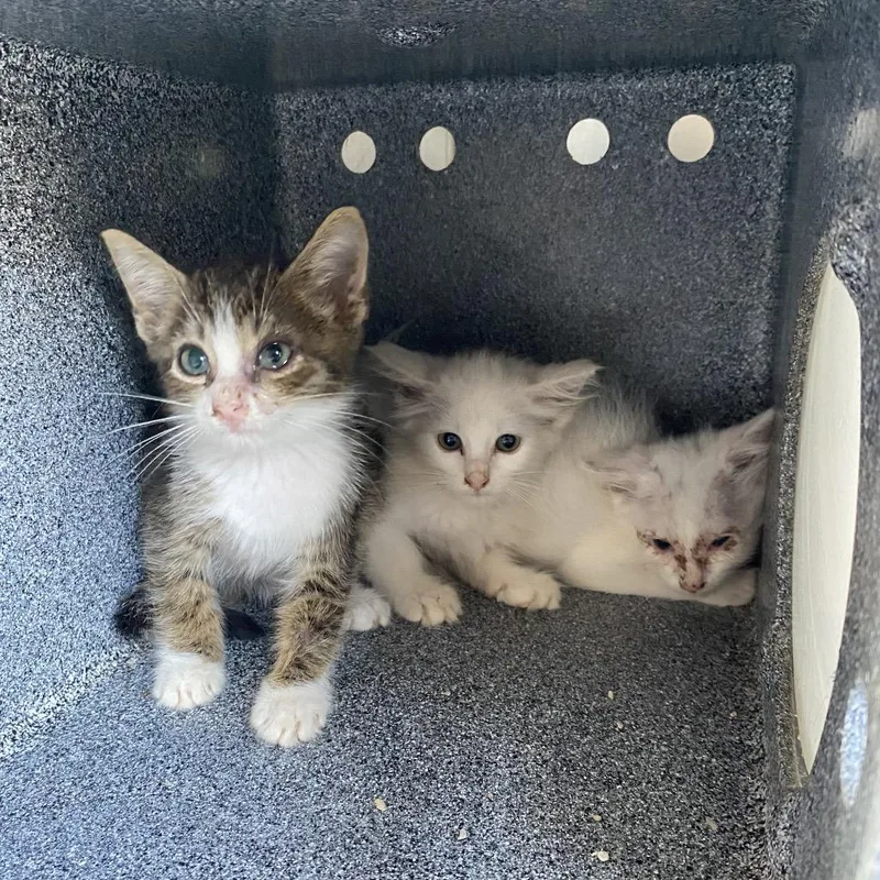 A baby small-sized female White Domestic Medium Hair cat named Smudge for adoption in Jupiter, FL