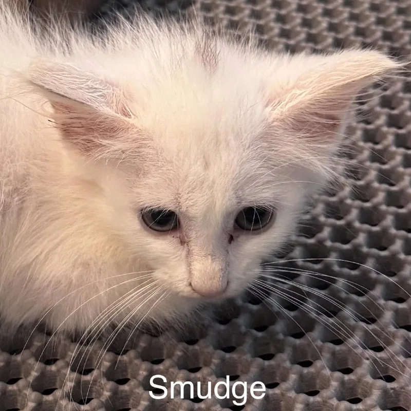 Smudge thumbnail 3