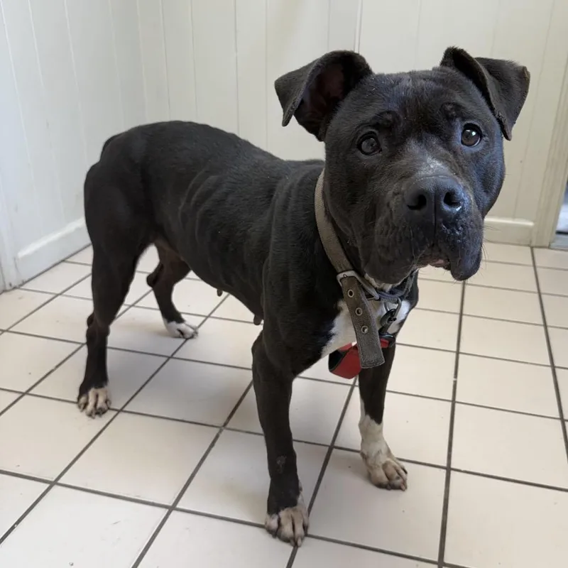 An adult medium-sized female Pit Bull Terrier dog named Butter for adoption in Tuscaloosa, AL