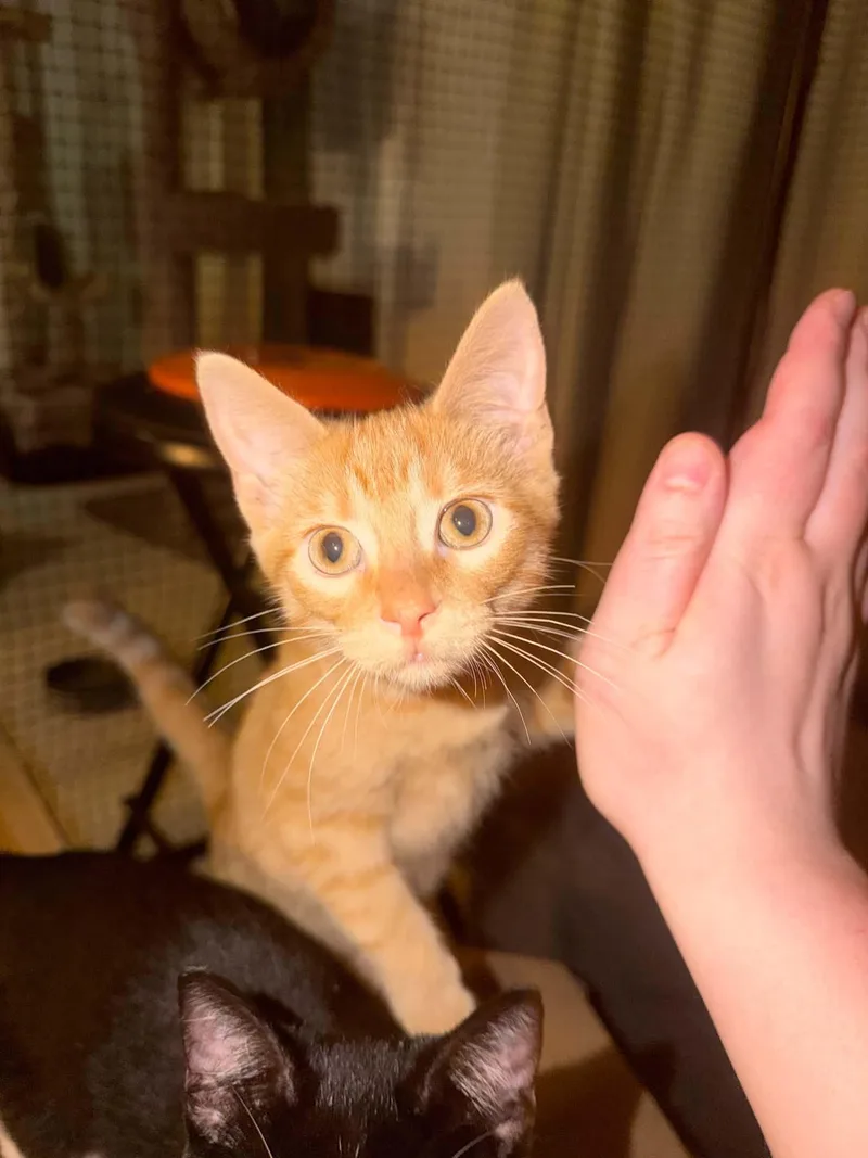 A baby small-sized male Tabby (Orange / Red) Domestic Short Hair cat named Louie for adoption in Saint Charles, MO