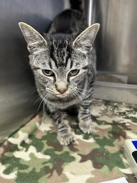 A young small-sized female Domestic Short Hair cat named Meredith for adoption in Tulare, CA