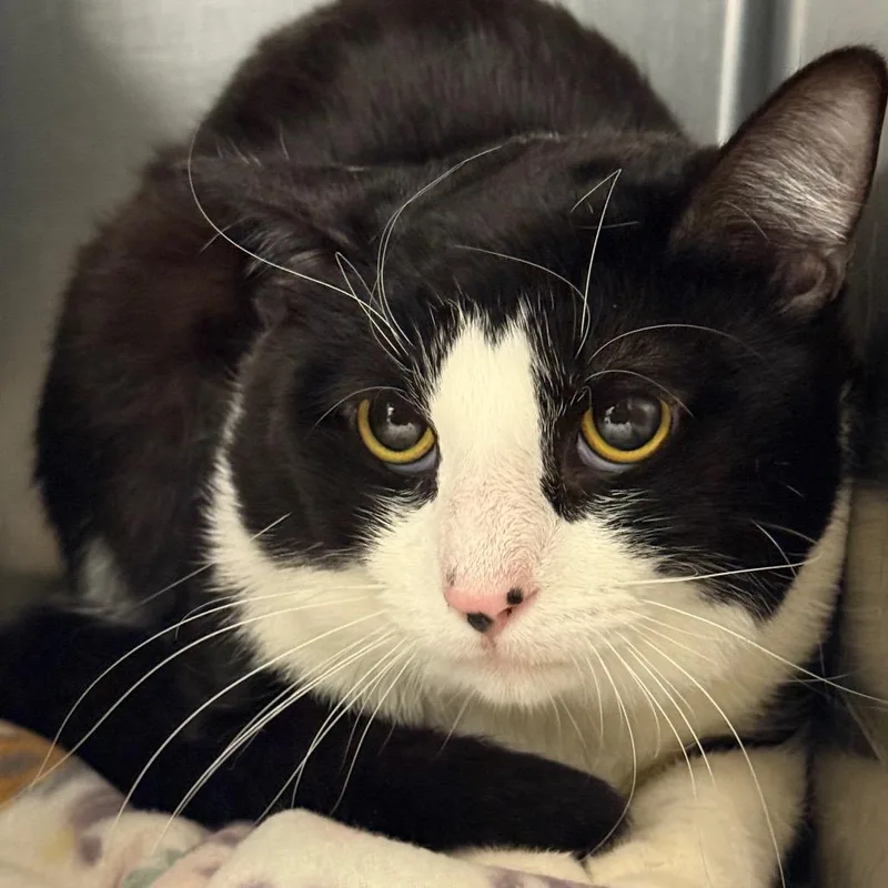 A young medium-sized male Black Domestic Medium Hair cat named Dior for adoption in Perkiomenville, PA