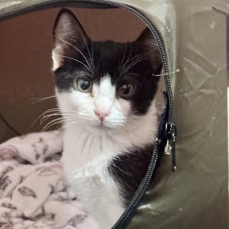 A baby small-sized male Black & White / Tuxedo Domestic Short Hair cat named Roulette for adoption in Richmond, VA