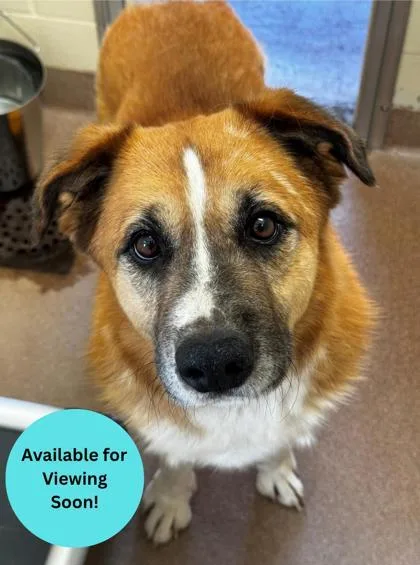 A senior large-sized male Australian Shepherd dog named Riley for adoption in Kalispell, MT