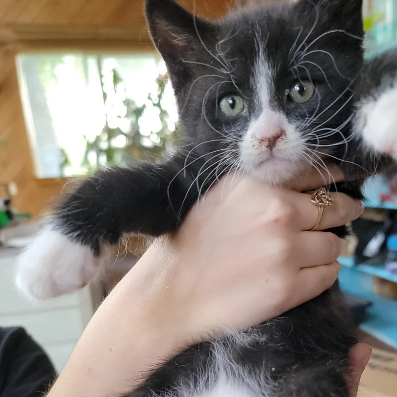 A baby small-sized male Black Domestic Medium Hair cat named Lyle for adoption in Buffalo, WY