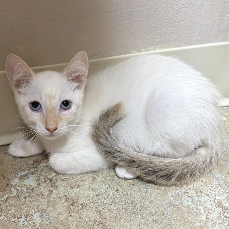A baby small-sized male Domestic Short Hair cat named Louvre for adoption in Fountain Hills, AZ