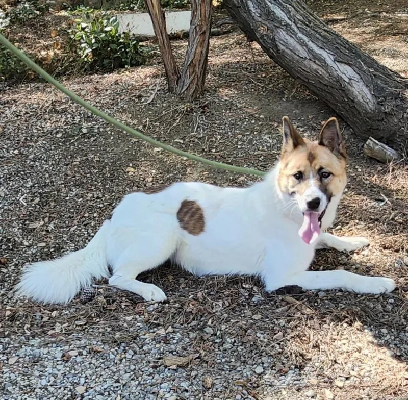 A young medium-sized female Mixed Breed dog named Opal for adoption in Tehachapi, CA