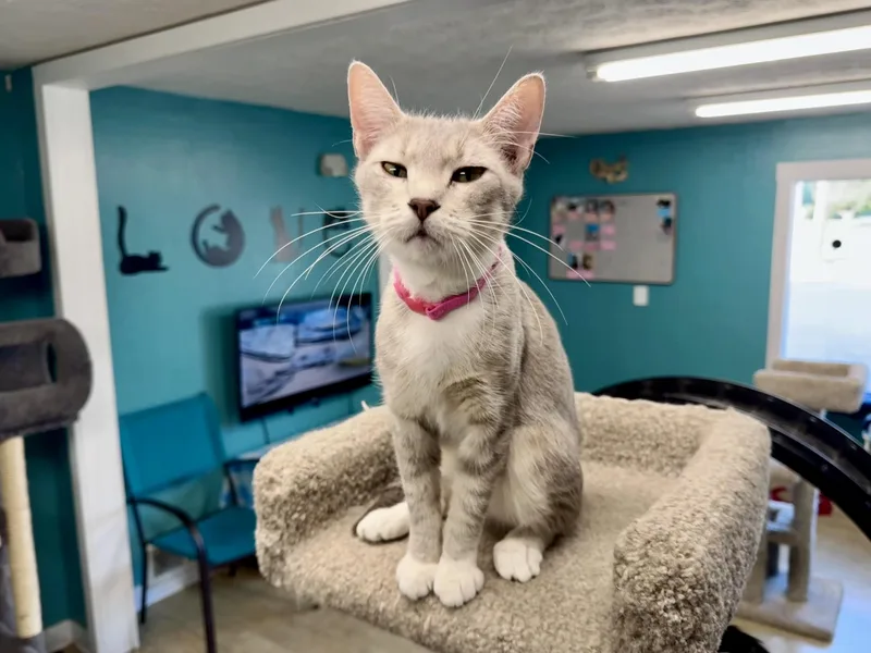 An adult medium-sized female Tabby (Brown / Chocolate) Tabby cat named Lotus for adoption in Scottsburg, IN