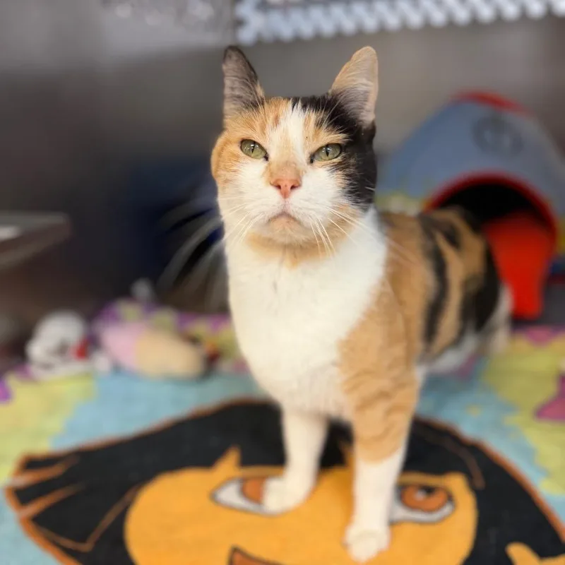 An adult medium-sized female Domestic Short Hair cat named Winnie for adoption in Portage, MI