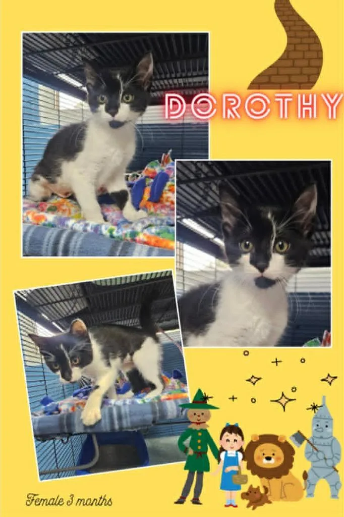 A baby small-sized female Domestic Medium Hair cat named Dorothy for adoption in Blountville, TN