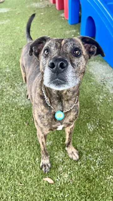 An adult large-sized male Terrier dog named Kiko for adoption in Miami, FL