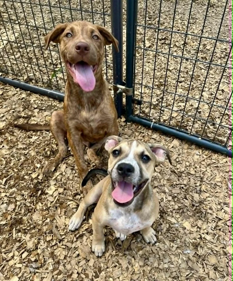 A baby medium-sized male Brindle Pit Bull Terrier dog named Pumbaa for adoption in Gulfport, MS