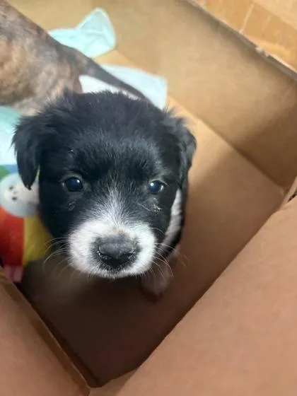 A baby small-sized female Black Border Collie dog named 60961330 for adoption in El Paso, TX