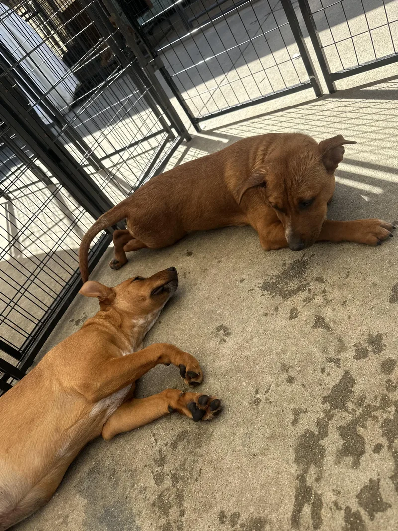 A young medium-sized male White / Cream Rhodesian Ridgeback dog named Billie for adoption in South El Monte, CA