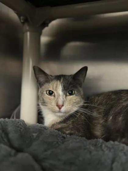 An adult small-sized female Domestic Short Hair cat named Rumi for adoption in Munster, IN