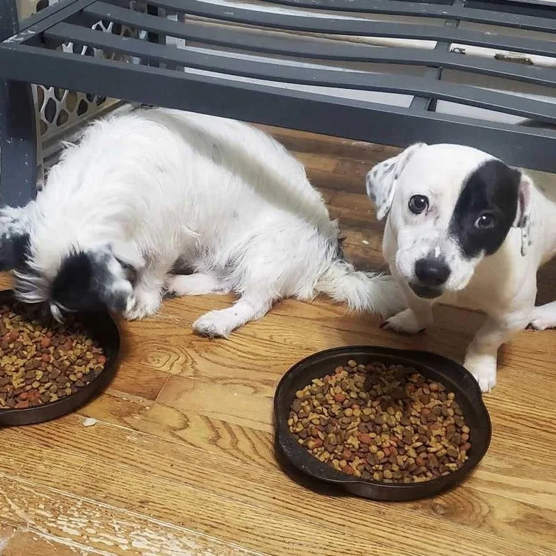 Hamburger & Spot thumbnail 2