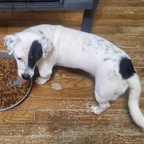 Hamburger & Spot thumbnail 3