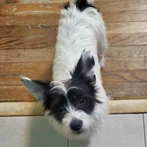 Hamburger & Spot thumbnail 4