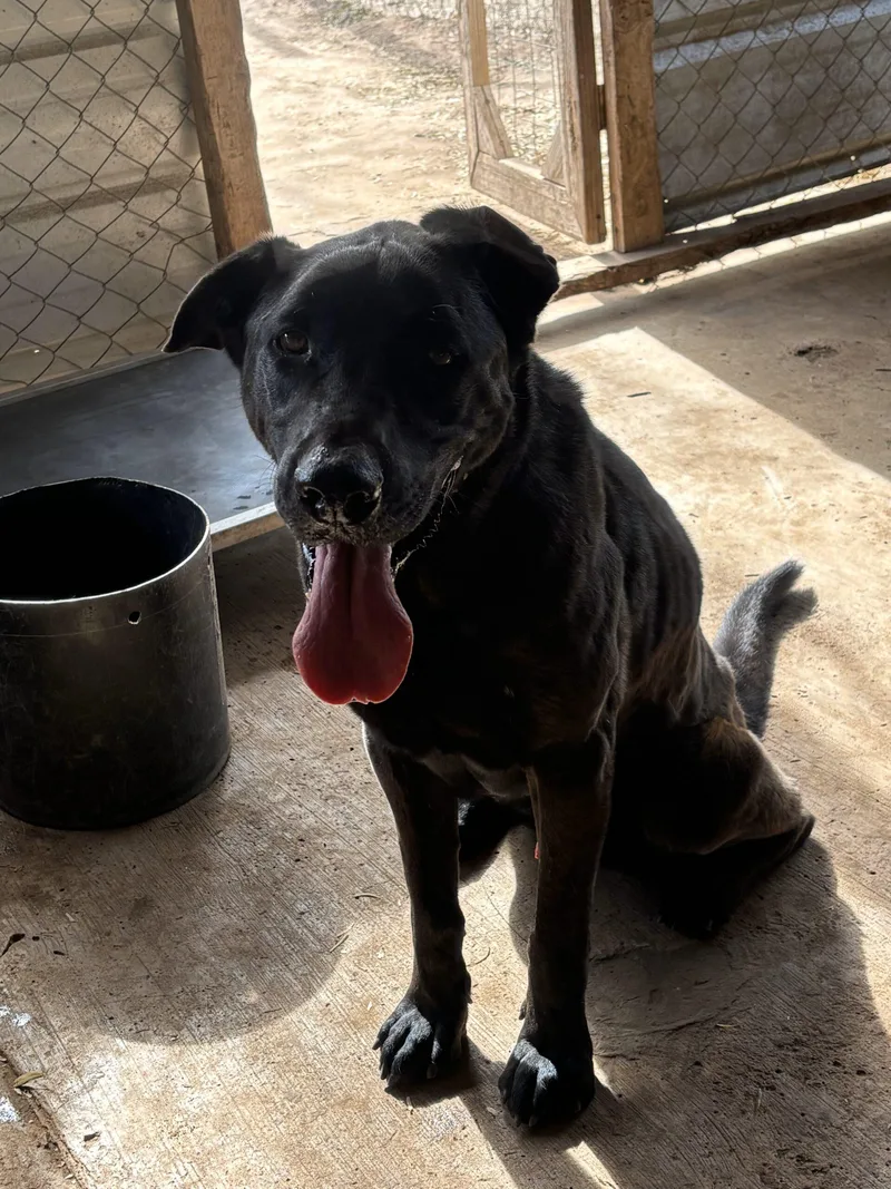 A senior large-sized male Labrador Retriever dog named Bear for adoption in Sullivan City, TX