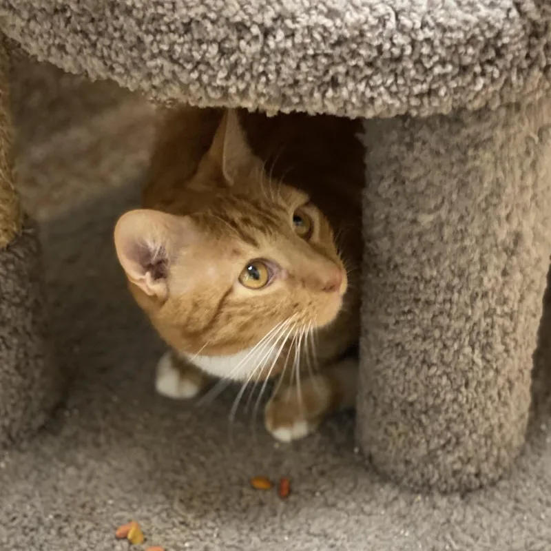 A senior extra large-sized male Orange / Red Domestic Short Hair cat named Jobe for adoption in Springfield, MA