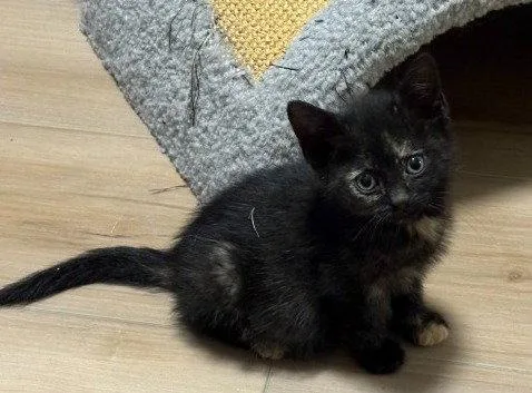 A baby small-sized female Domestic Short Hair cat named Marianne Dashwood for adoption in Trenton, NJ