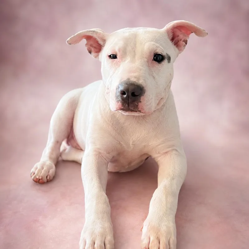 A young small-sized female White / Cream Pit Bull Terrier dog named Grace for adoption in East Saint Louis, IL