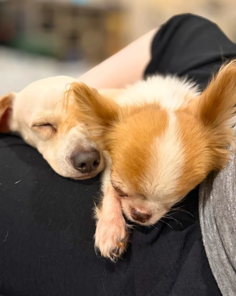 An adult small-sized male Chihuahua dog named Wink for adoption in Bryan, TX