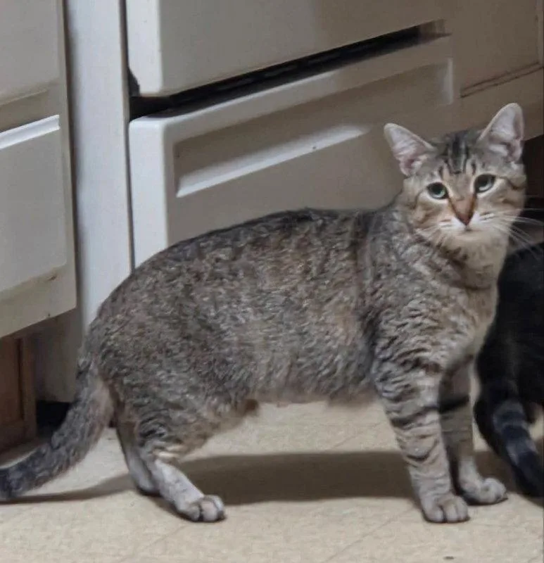 A young medium-sized female Tabby cat named Sweetie Pie for adoption in Knoxville, TN