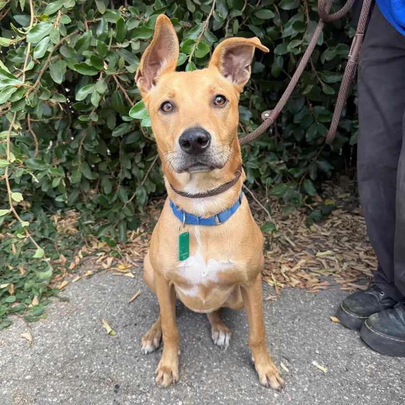 A young medium-sized male Red / Chestnut / Orange Labrador Retriever dog named Mambo for adoption in Santa Barbara, CA