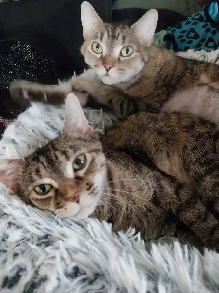 An adult medium-sized female Brown / Chocolate Domestic Short Hair cat named Melody for adoption in Chicago, IL