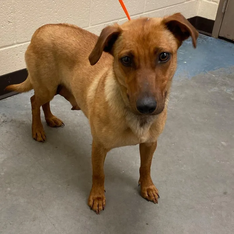 An adult medium-sized female Yellow / Tan / Blond / Fawn Mixed Breed dog named Peaya for adoption in Memphis, TN
