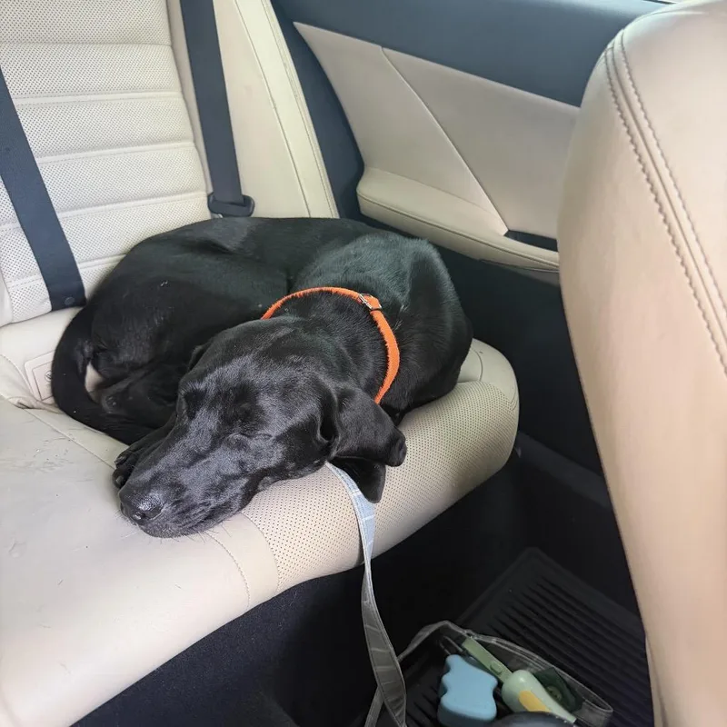 A young medium-sized male Black Labrador Retriever dog named Snickers for adoption in Seminole, FL