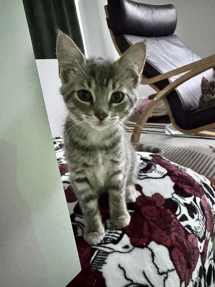 A baby small-sized female Gray & White Domestic Short Hair cat named Bell for adoption in Oak Park, MI