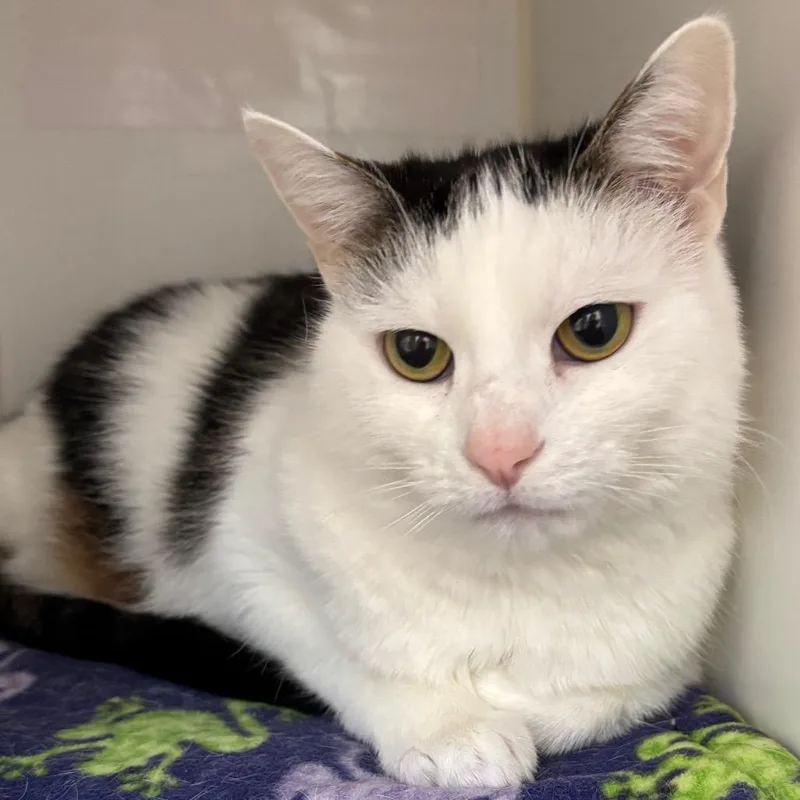 An adult medium-sized female Brown / Chocolate Domestic Short Hair cat named Josie for adoption in Naperville, IL
