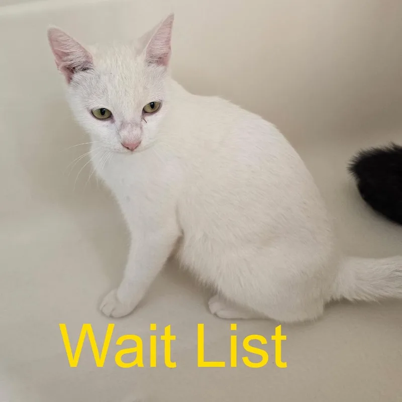 An adult small-sized female White Domestic Short Hair cat named Susie for adoption in Livingston, TX