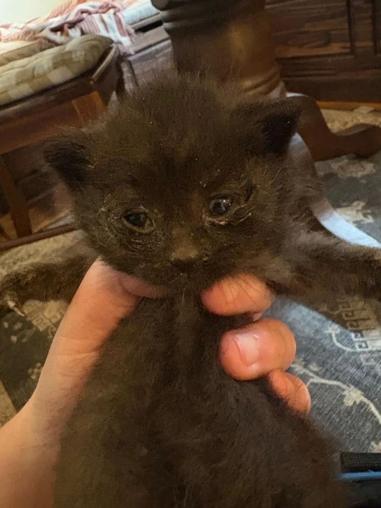 A baby small-sized male Black Domestic Short Hair cat named Ben for adoption in West Mifflin, PA